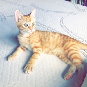 Meet your Posher, Desirae